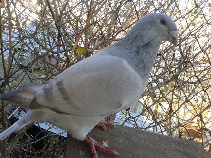 Fotografie0106 - Standard