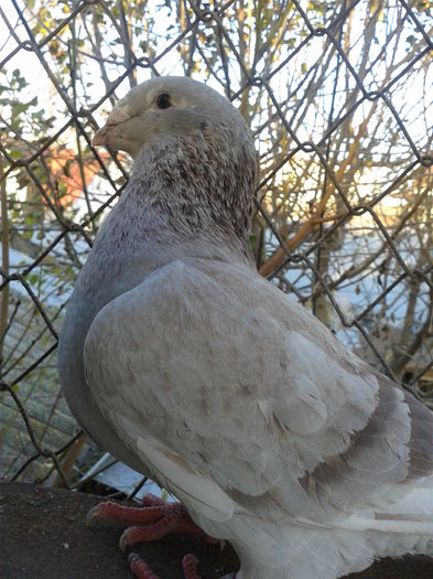 Fotografie0119 - Standard