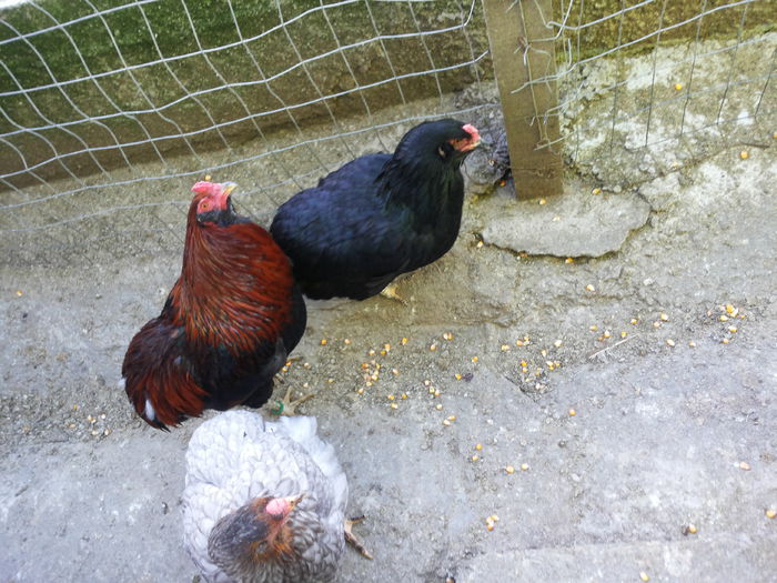 25 DECEMBRIE (9) - GAINI ARAUCANA 2015