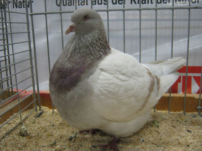 Ausst_Wels_ 235