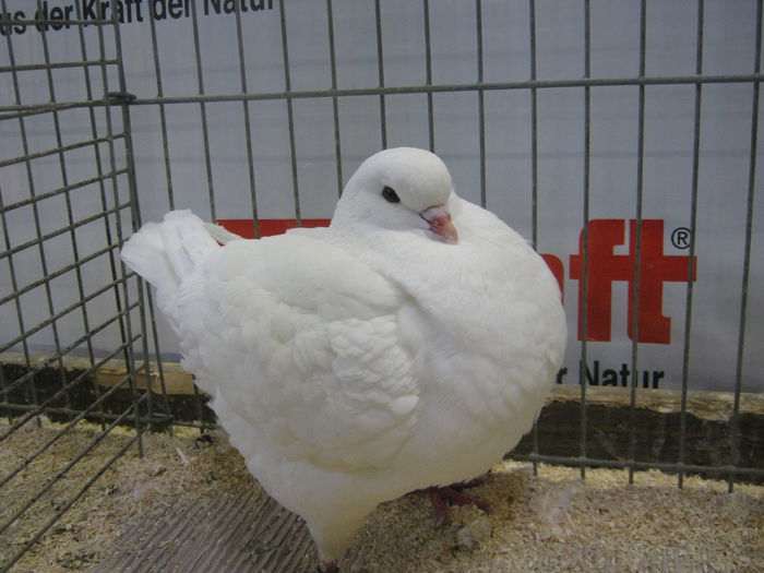 Ausst_Wels_ 244