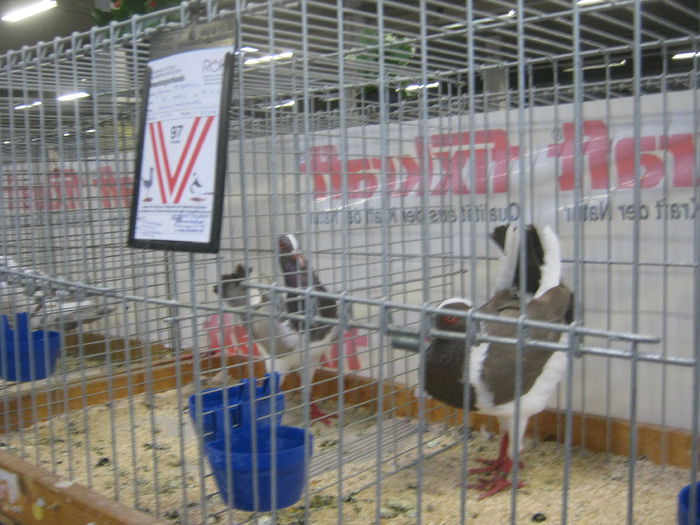 Ausst_Wels_ 247