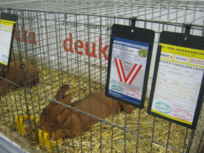 Ausst_Wels_ 049 - expo Wels 2014 20-21 dec