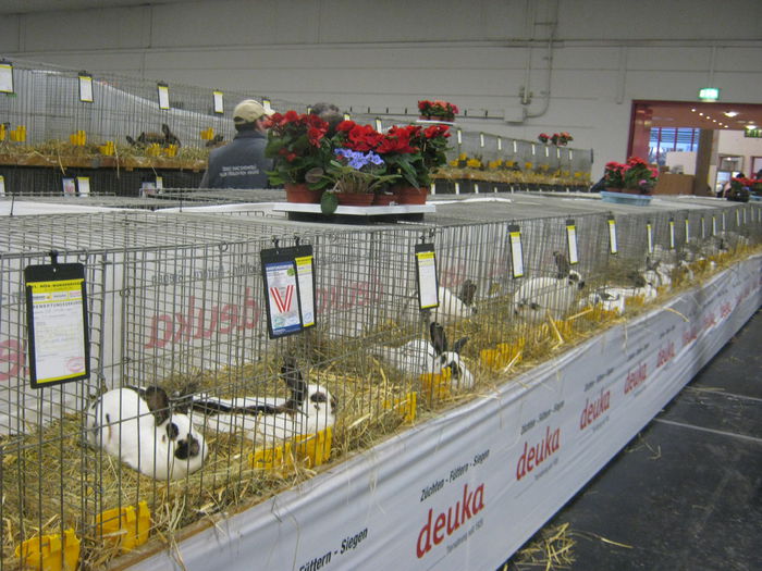 Ausst_Wels_ 050 - expo Wels 2014 20-21 dec