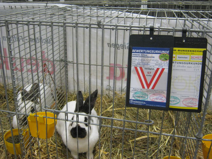 Ausst_Wels_ 051 - expo Wels 2014 20-21 dec