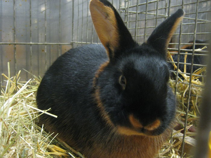 Ausst_Wels_ 055 - expo Wels 2014 20-21 dec