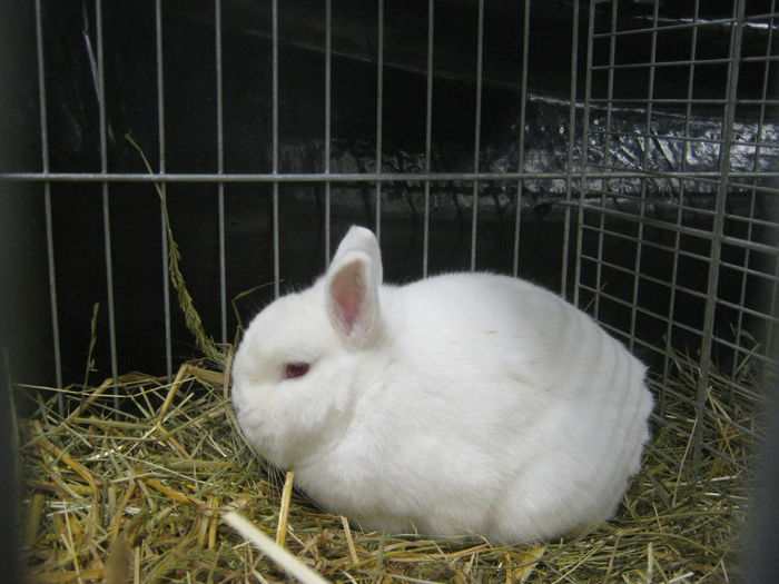 Ausst_Wels_ 078 - expo Wels 2014 20-21 dec