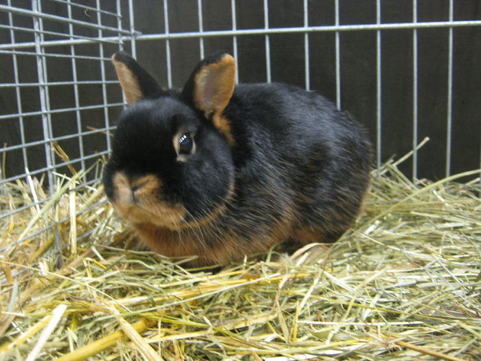 Ausst_Wels_ 081 - expo Wels 2014 20-21 dec