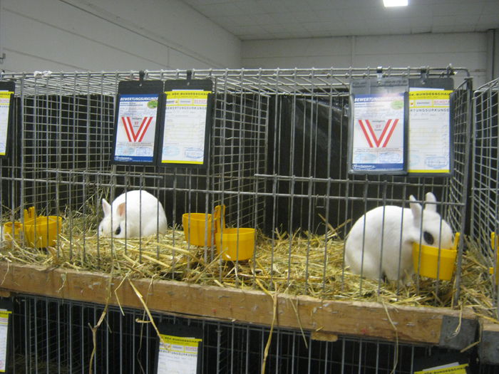 Ausst_Wels_ 083 - expo Wels 2014 20-21 dec