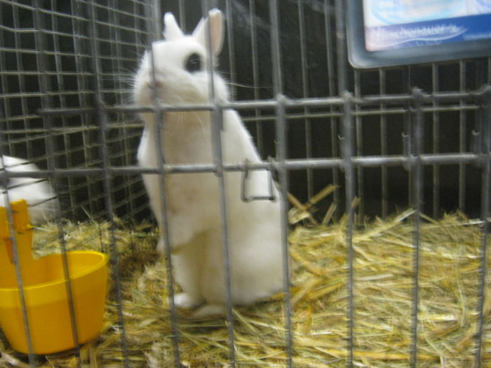 Ausst_Wels_ 086 - expo Wels 2014 20-21 dec