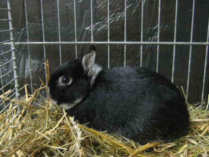 Ausst_Wels_ 089 - expo Wels 2014 20-21 dec