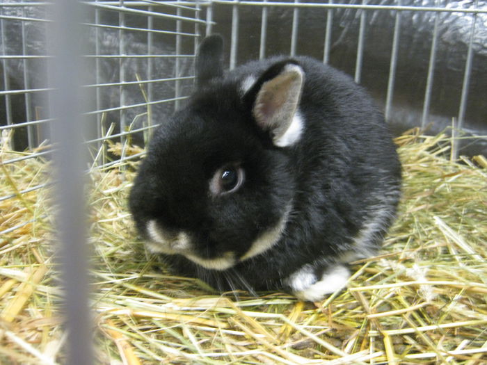 Ausst_Wels_ 093 - expo Wels 2014 20-21 dec