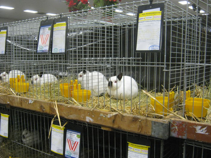 Ausst_Wels_ 096 - expo Wels 2014 20-21 dec