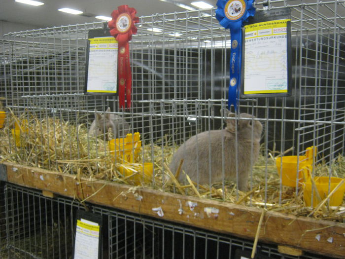 Ausst_Wels_ 100 - expo Wels 2014 20-21 dec