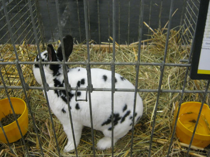 Ausst_Wels_ 104 - expo Wels 2014 20-21 dec