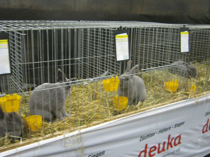 Ausst_Wels_ 112 - expo Wels 2014 20-21 dec