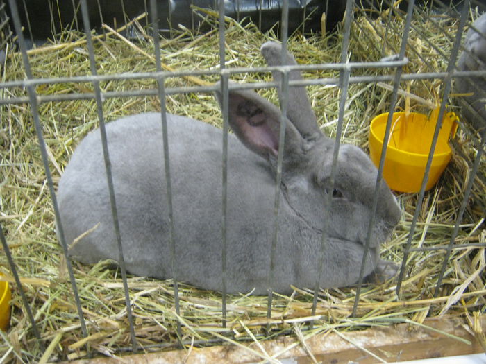 Ausst_Wels_ 113 - expo Wels 2014 20-21 dec