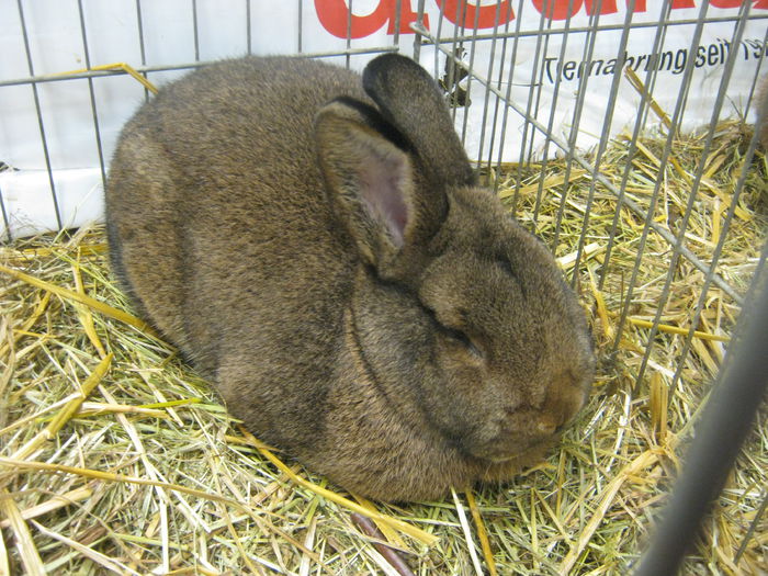 Ausst_Wels_ 117 - expo Wels 2014 20-21 dec