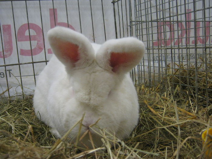 Ausst_Wels_ 138 - expo Wels 2014 20-21 dec