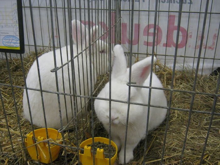 Ausst_Wels_ 137 - expo Wels 2014 20-21 dec