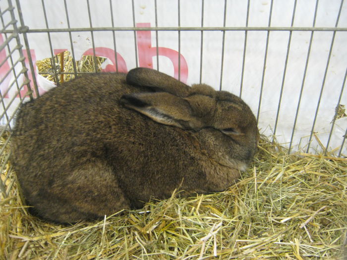 Ausst_Wels_ 121 - expo Wels 2014 20-21 dec