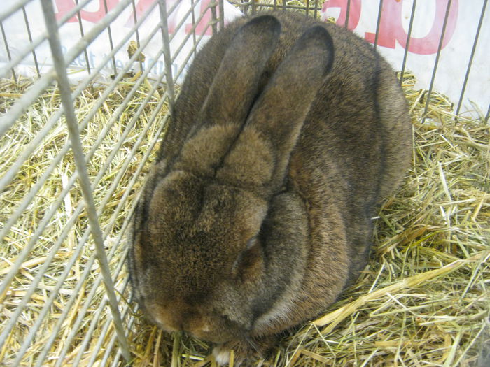 Ausst_Wels_ 125 - expo Wels 2014 20-21 dec