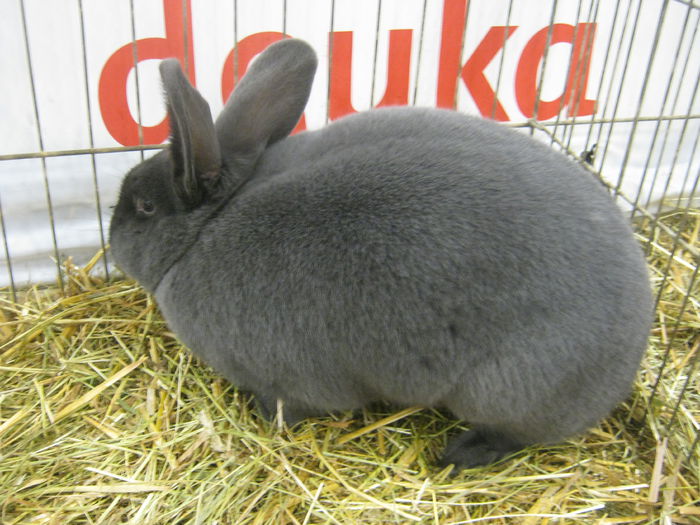 Ausst_Wels_ 126 - expo Wels 2014 20-21 dec