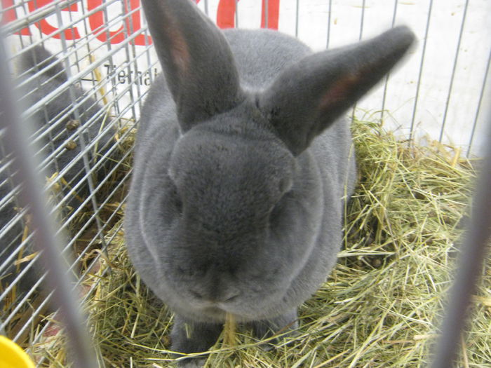 Ausst_Wels_ 129 - expo Wels 2014 20-21 dec