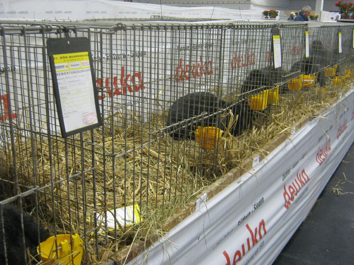 Ausst_Wels_ 131 - expo Wels 2014 20-21 dec