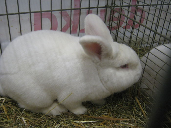 Ausst_Wels_ 133 - expo Wels 2014 20-21 dec