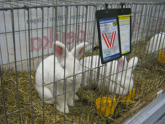 Ausst_Wels_ 135 - expo Wels 2014 20-21 dec