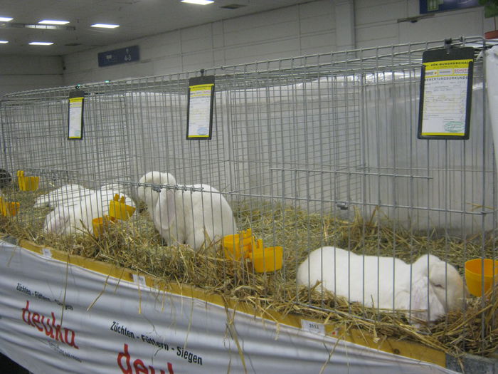 Ausst_Wels_ 139 - expo Wels 2014 20-21 dec