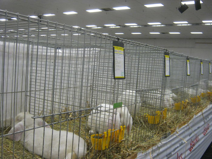 Ausst_Wels_ 140 - expo Wels 2014 20-21 dec