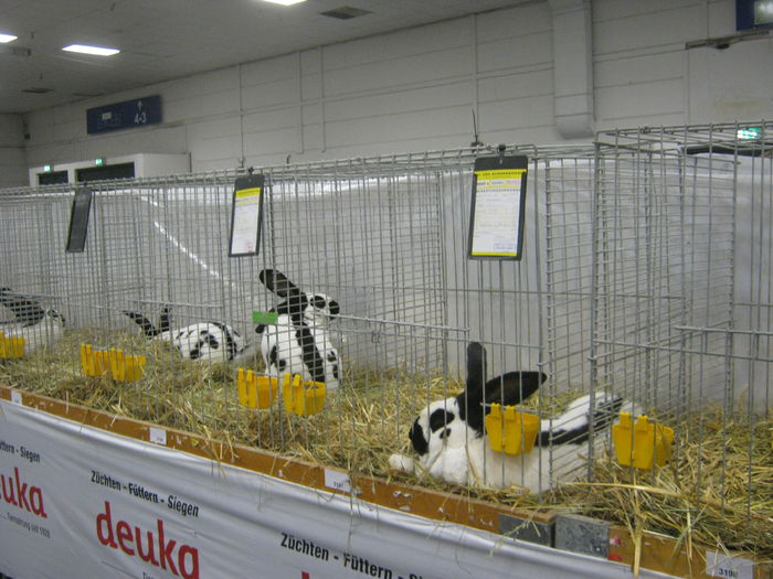 Ausst_Wels_ 141 - expo Wels 2014 20-21 dec