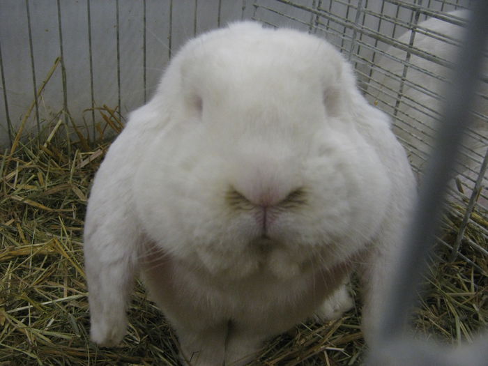 Ausst_Wels_ 146 - expo Wels 2014 20-21 dec