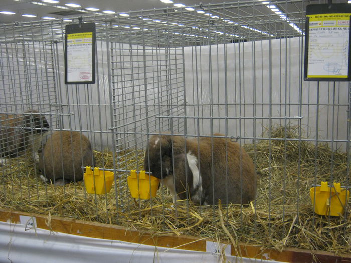 Ausst_Wels_ 148 - expo Wels 2014 20-21 dec