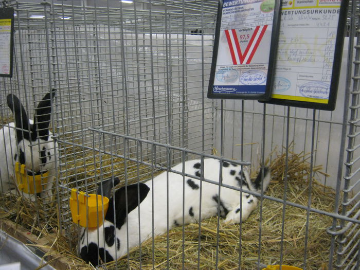 Ausst_Wels_ 149 - expo Wels 2014 20-21 dec