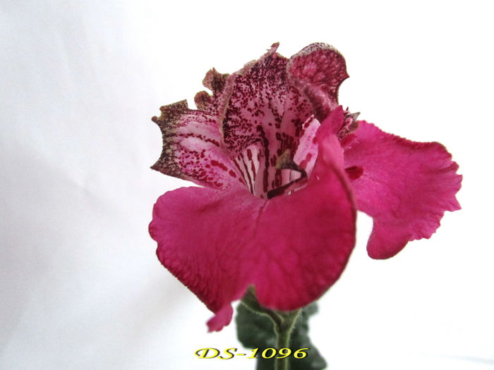 DS-1096 (26-XII-2014) - Streptocarpusi 2014