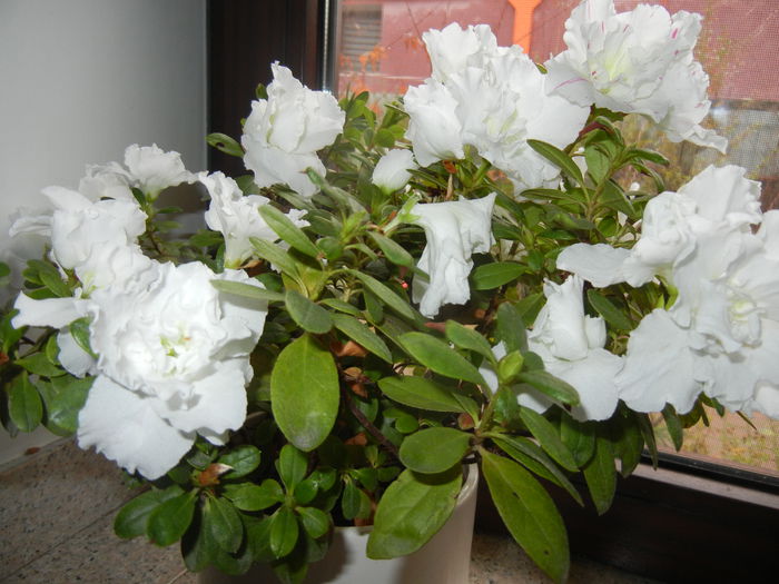 White Azalea (2014, December 08)