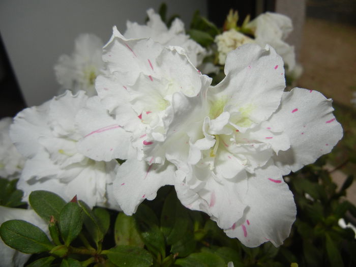 White Azalea (2014, December 08)