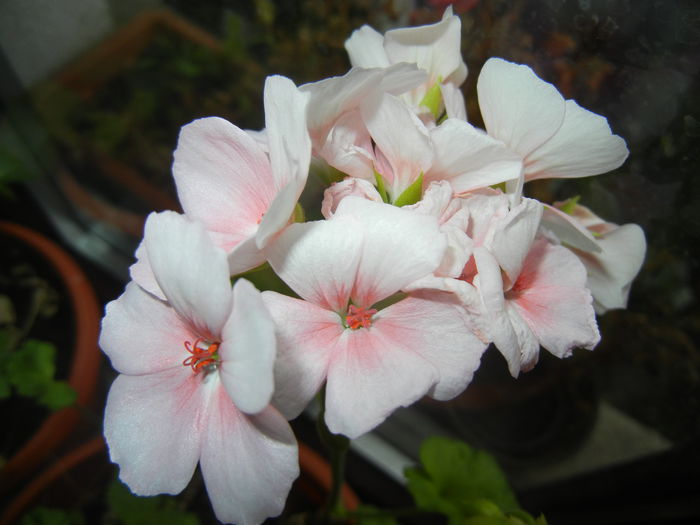 Light Pink Geranium (2014, Dec.04)