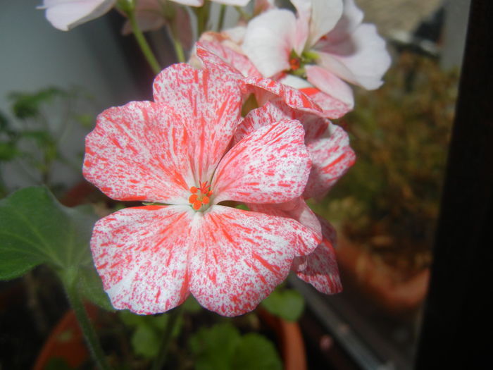 Red & White Geranium (2014, Dec.11)