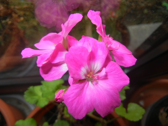 Pink Geranium (2014, December 20)