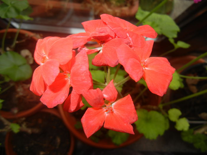 Red Geranium (2014, December 20)