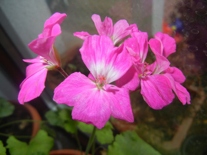 Pink Geranium (2014, December 23)