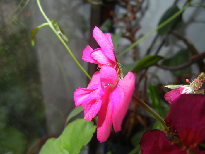 Bright Odette Geranium (2014, Dec.20)