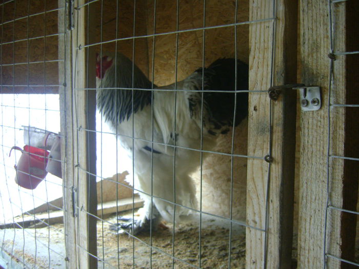 DSC02290 - Decembrie 2014