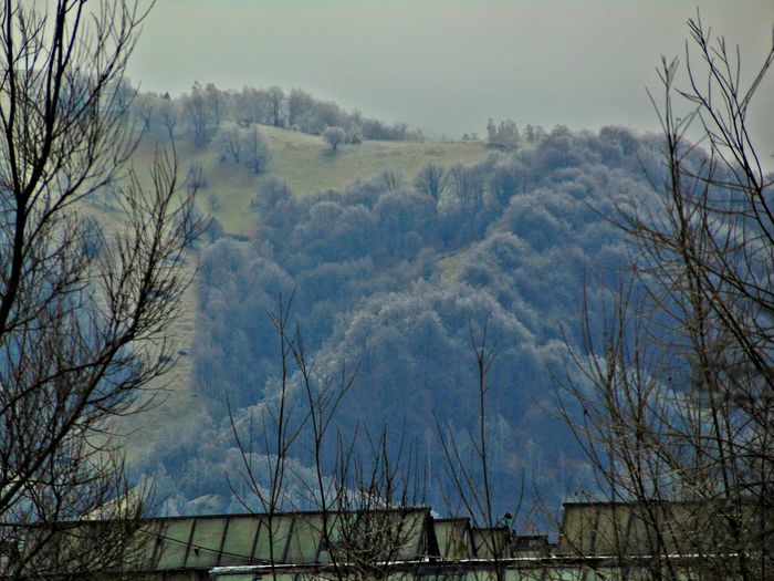 DSC00229 - Din Natura
