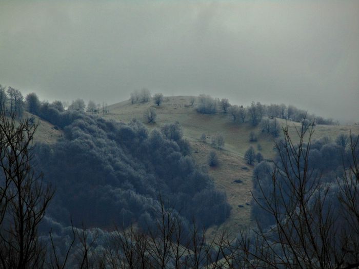 DSC00233 - Din Natura