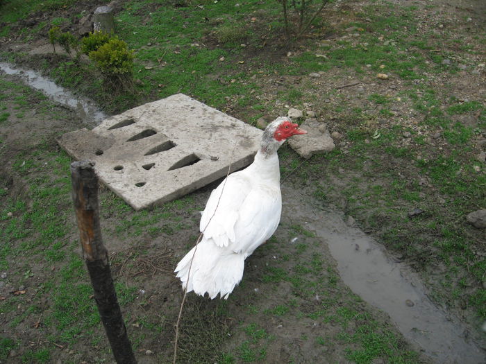 IMG_1483 - Rate muscovy ducks -lesesti